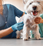 בעיות אורטופדיות של בעלי חיים - תמונת אווירה